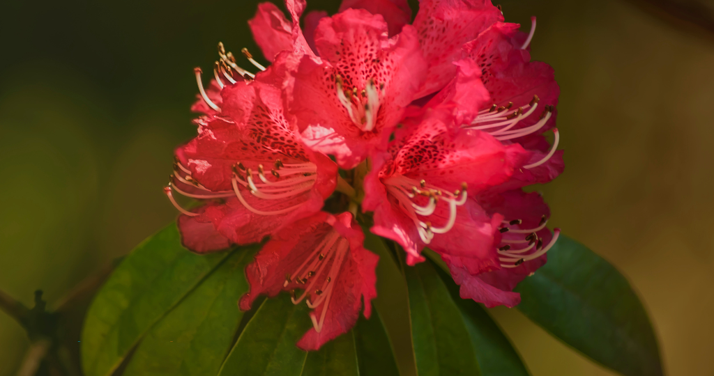 rhododendron