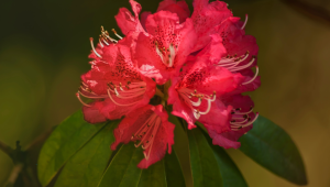 rhododendron